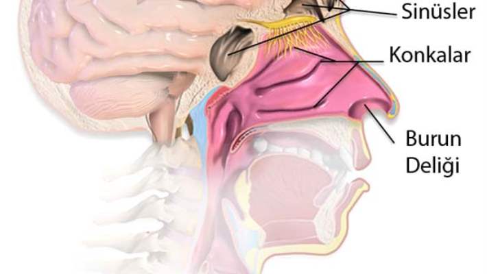 Koku Duyusu Bozuklukları