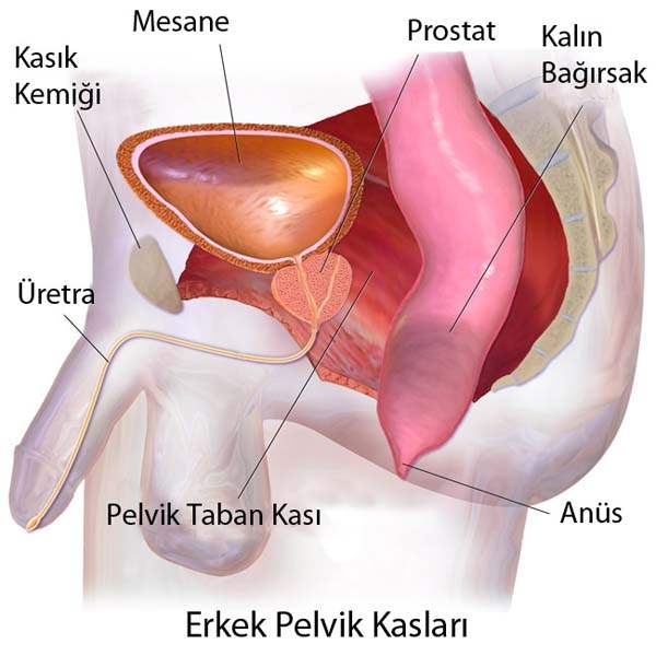 Penis Hastalıkları