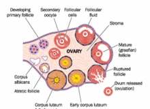 Antral Folikül Sayımları, Dinlenme Folikülleri ve Ovaryum Rezervi
