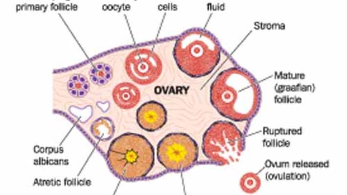 Antral Folikül Sayımları, Dinlenme Folikülleri Ve Ovaryum Rezervi
