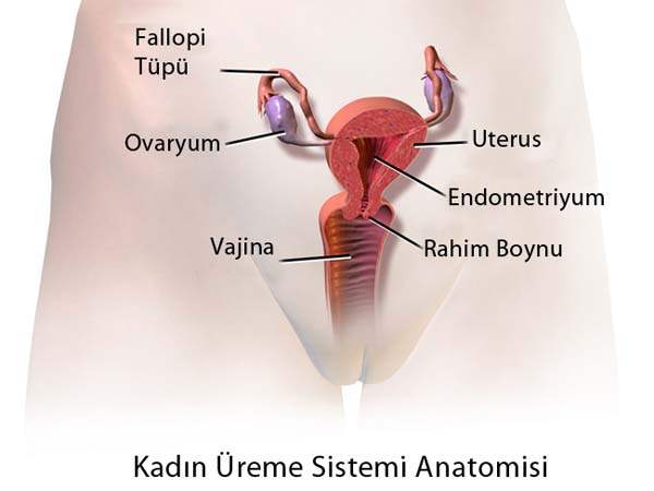 Dişi Üreme Sistemi