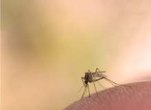 Böcek Isırmasının Yol Açtığı Cilt Tahrişleri Böcek Isırmasının Yol Açtığı Cilt Tahrişleri