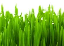 4 Süper Besinle Toksinlerden Arının 4 Süper Besinle Toksinlerden Arının