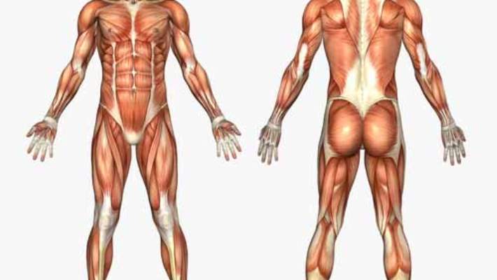 Psikonöroimmunoloji