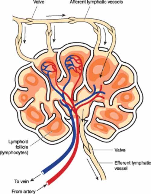 Hoçkin Dışı Lenfoma (Non Hodgkin Lenfoma)