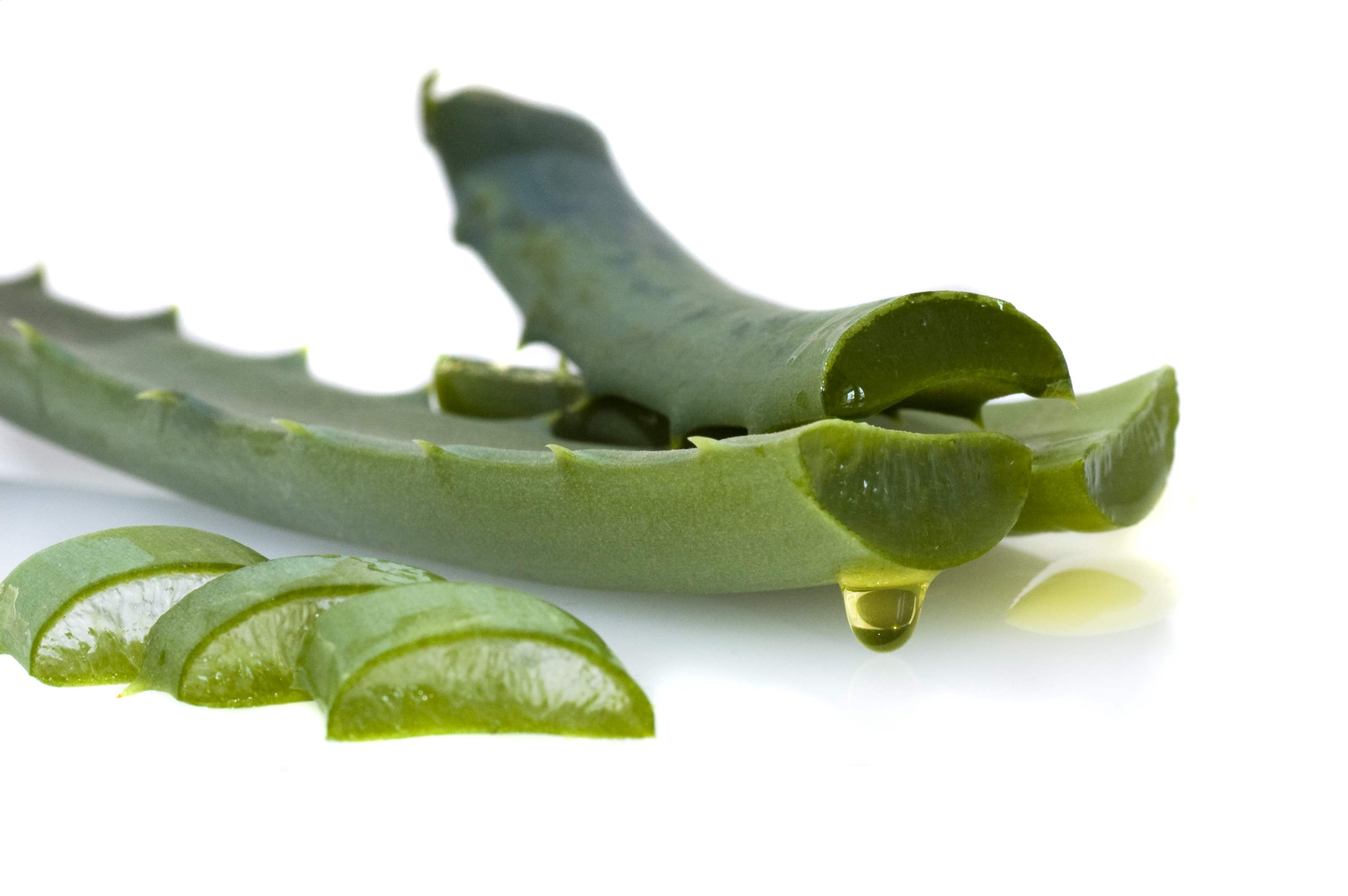Aloe Vera Jeli Nasıl Yapılır ve Faydaları Nelerdir?