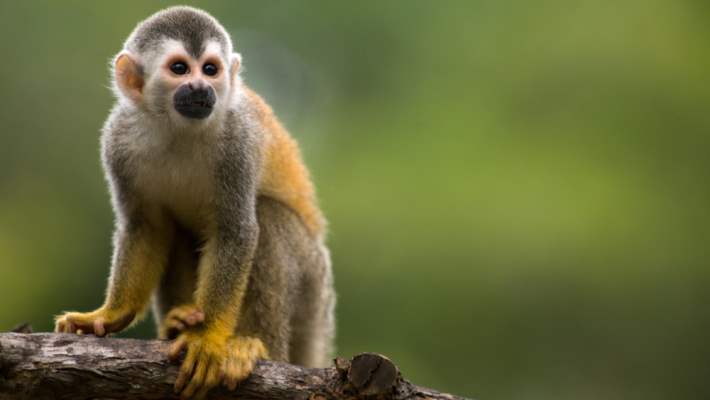 Maymunlardaki Hıv Benzeri Virüs Aşıyla Temizlendi